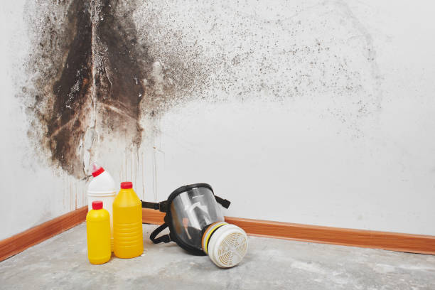 Best Mold Remediation  in Matheny, CA