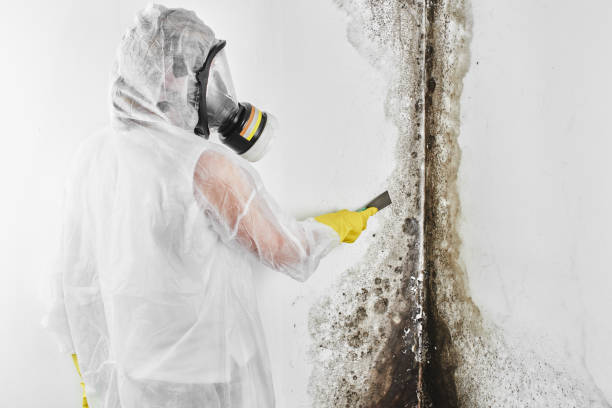 Best Attic Mold Removal  in Matheny, CA
