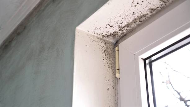 Best Commercial Mold Removal  in Matheny, CA