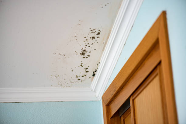 Mold Removal Process in Matheny, CA
