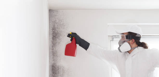 Best Local Mold Removal Service  in Matheny, CA
