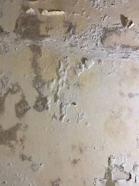Best Mold Removal Near Me  in Matheny, CA