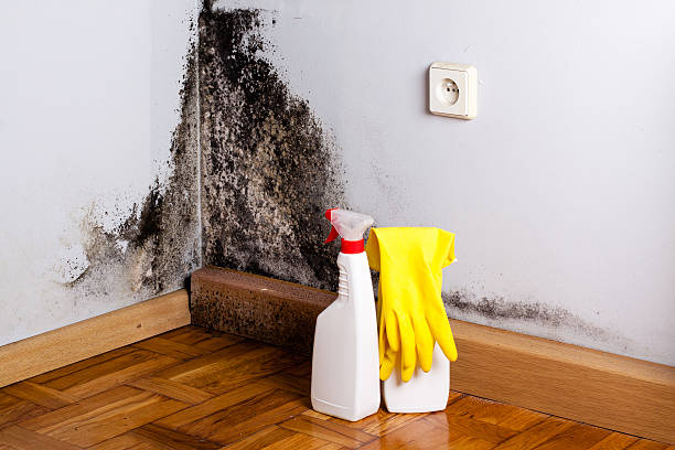 Best Mold Remediation Services  in Matheny, CA