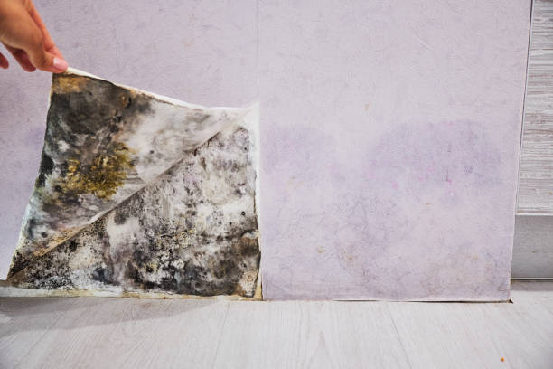 Reliable Matheny, CA Mold Removal Solutions
